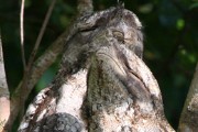 Papuan Frogmouth (Podargus papuensis)